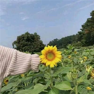 梦回千秋官方版下载